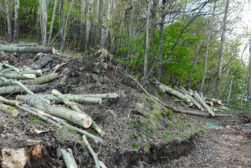 Operazione Bosco Pulito WWF Savona: appuntamento al Santuario e a Naso di Gatto il 19 aprile Operazione Bosco Pulito WWF Savona: appuntamento al Santuario e a Naso di Gatto il 19 aprile