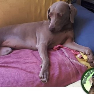 Leca d'Albenga: aiutateci a ritrovare Dea