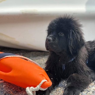 I bambini di Finale Ligure imparano a conoscere i "cani-bagnino"