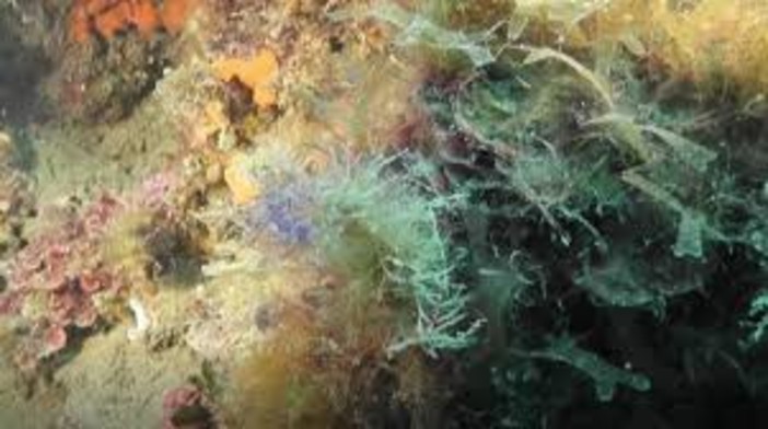 Scuola e natura: avviato il progetto della Regione "IlMare@home" per far scoprire l'area marina protetta di Portofino (VIDEO)