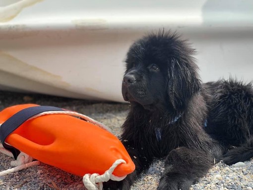 I bambini di Finale Ligure imparano a conoscere i "cani-bagnino"