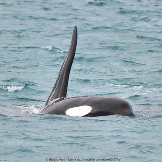 Foto Biagio Violi - Menkab, il respiro del mare/DISTAV Foto Biagio Violi - Menkab, il respiro del mare/DISTAV