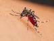 West Nile, primo decesso in Liguria: morto al San Martino un uomo di 86 anni