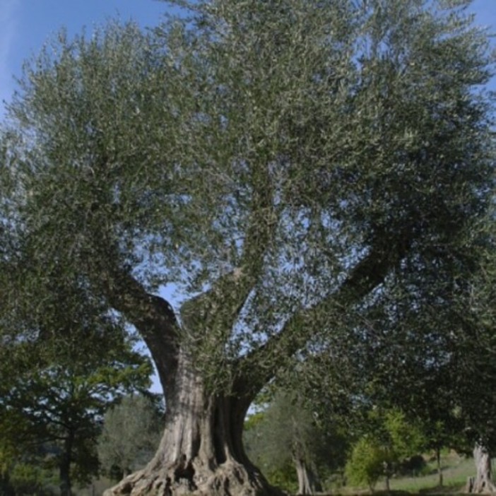 Liguria rimane xylella free: 1.668 campionamenti nell'area cuscinetto e 437 nella piana di Albenga