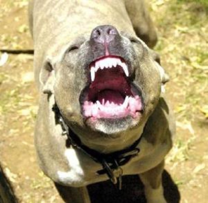 Stella: pensionata azzannata da un pitbull rischia di perdere un braccio