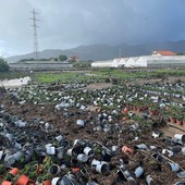 Alluvione 2024, nuovi ristori per le aziende agricole di Albenga e Ceriale: in arrivo 1,3 milioni dalla Protezione civile