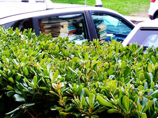 Auto abbandonate nel park di una banca ad Albenga: "Degrado, sembrano due catorci bellici" Auto abbandonate nel park di una banca ad Albenga: "Degrado, sembrano due catorci bellici"