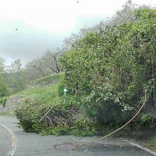Calice Ligure: albero cade ostruendo la strada provinciale per Carbuta