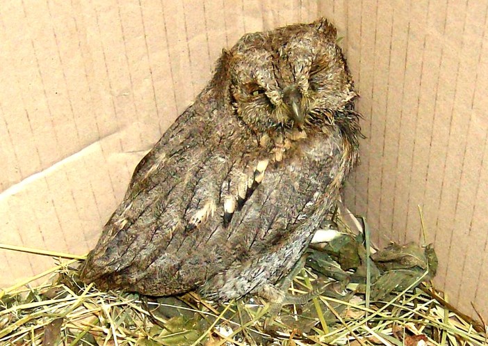 L'assiolo di Giusvalla