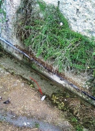 Toirano: i vigili del fuoco salvano un airone cenerino e lo consegnano ai volontari Enpa