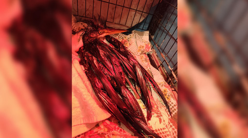 Savona, migliora l'airone cinerino salvato da Enpa : era caduto in una vasca di olio idraulico e rischiava la vita