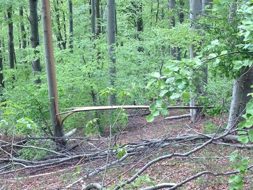 Pioggia e vento: piccoli interventi per allagamenti cantine ed alberi pericolanti