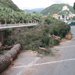 Finale Ligure interviene sul patrimonio arboreo