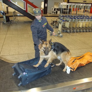 Arrestato a Genova un peruviano con 8 kg di cocaina. Era destinata al mercato dell'Italia Nord-Occidentale