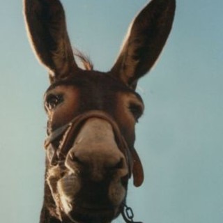 Savona, la storia di Pinin, asino salvato dal macello da sei amici