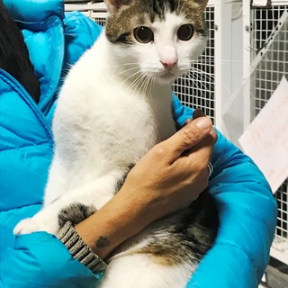 Abbandonato a Savona un giovane gatto cerca l'adozione del cuore