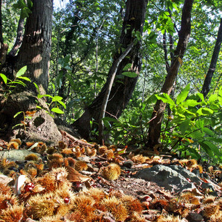 Ritrovato il fungaiolo disperso sul Beigua