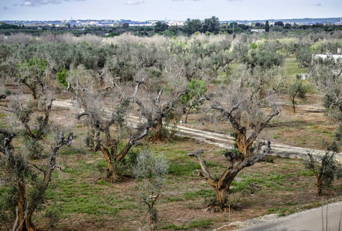 Due casi di Xylella in Costa Azzurra, Coldiretti Liguria: "No allarmismi, ma in Liguria si lavora per monitorare la situazione" Due casi di Xylella in Costa Azzurra, Coldiretti Liguria: "No allarmismi, ma in Liguria si lavora per monitorare la situazione"