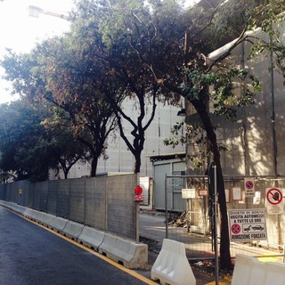 Taglio alberi nel cantiere ex San Paolo, il vice sindaco ribatte ai Verdi: "L'ambiente è tutelato, ci saranno nuove piante"