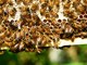 Giornata mondiale api, Coldiretti: &quot;Apicoltura salva il 75% dell’agricoltura made in Italy&quot;
