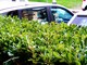 Auto abbandonate nel park di una banca ad Albenga: "Degrado, sembrano due catorci bellici" Auto abbandonate nel park di una banca ad Albenga: "Degrado, sembrano due catorci bellici"