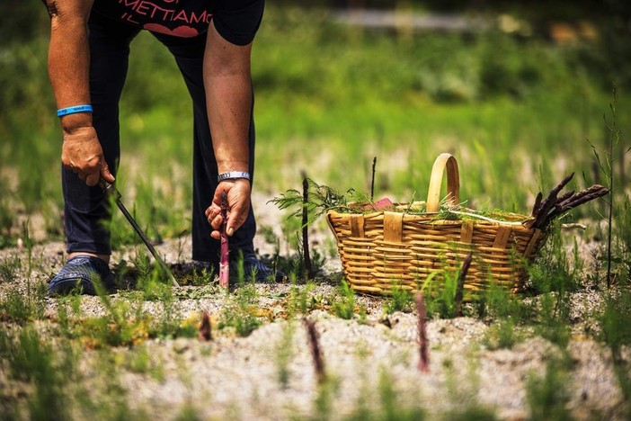 “Agricoltura 4.0: Dal Presente al Futuro”, il Rotary Club Albenga in prima linea per la valorizzazione dell’asparago violetto
