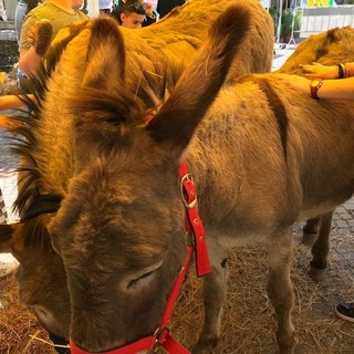 Pietra Ligure, domenica 27 gennaio la festa della benedizione degli animali