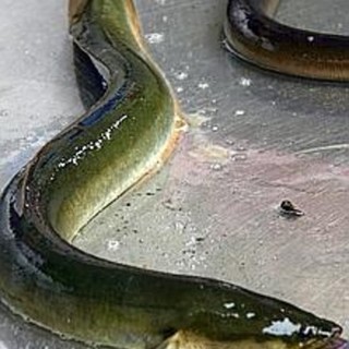 L'Enpa contro la pesca dell'anguilla