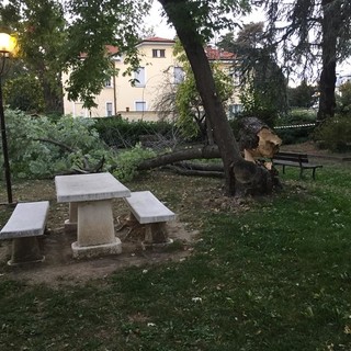 Carcare, albero cade nei giardini di Villa Barrili (FOTO) Carcare, albero cade nei giardini di Villa Barrili (FOTO)