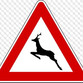 Animali selvatici invadono la Provincia di Savona creando pericoli agli utenti della strada e danni all'agricoltura. La Prefettura si prende carico del problema