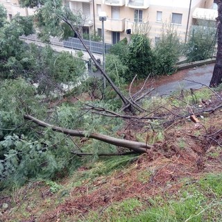 Savona, alberi pericolanti in via Quintana: chiusa la strada
