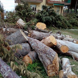 Abbattuti alberi a Borghetto Santo Spirito: ATA PC scrive al Comune per chiedere chiarimenti Abbattuti alberi a Borghetto Santo Spirito: ATA PC scrive al Comune per chiedere chiarimenti