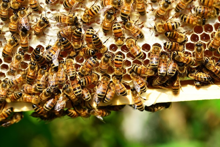 Coldiretti: &quot;Clima pazzo mette a rischio la produzione di miele&quot;