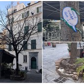"Salviamo l'albero di Piazza Vacciuoli", una raccolta firme per evitare il taglio della pianta (FOTO) "Salviamo l'albero di Piazza Vacciuoli", una raccolta firme per evitare il taglio della pianta (FOTO)