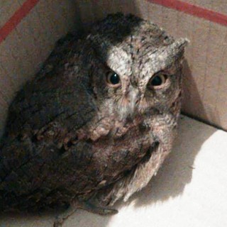 L'Enpa soccorre due giovani assioli a Cairo Montenotte