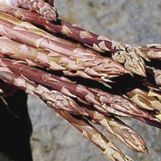 "Albenga in tavola": sabato showcooking dedicato all’asparago violetto