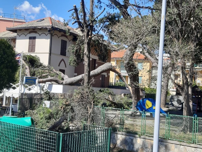 Celle, un pino si abbatte sul parco giochi comunale e sul tetto di un ristorante (FOTO) Celle, un pino si abbatte sul parco giochi comunale e sul tetto di un ristorante (FOTO)