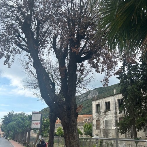 Finale, intervento sul verde urbano: quattro alberi pericolanti rimossi, al loro posto cinque ulivi