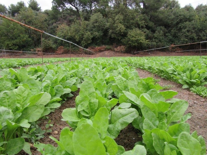 L'agricoltura italiana in pericolo: a rischio 5 miliardi di euro di fondi europei