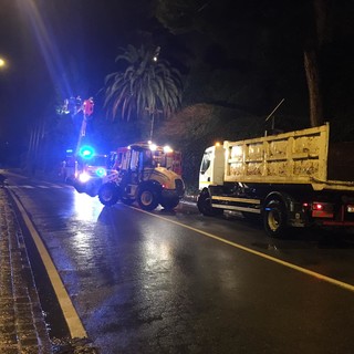 Rischio caduta per tre alberi ai Piani di Celle: sul posto vigili del fuoco e protezione civile (FOTO E VIDEO)