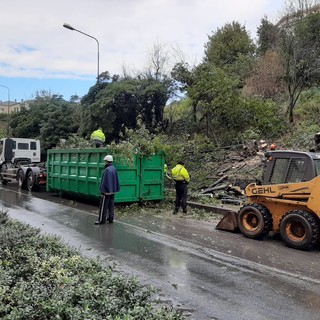 Savona, albero crolla in via Stalingrado: disagi al traffico (FOTO e VIDEO)