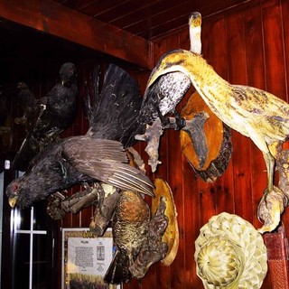 Il Governo impugna la legge ligure sull'imbalsamazione di animali protetti