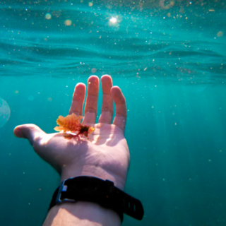 Arpal monitora l'alga “ostreopsis ovata”: codice verde tra Savona e Arenzano