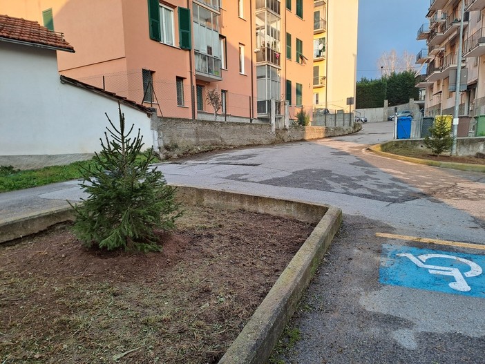 Carcare, 25 nuovi abeti rossi per i giardini pubblici: recuperate le decorazioni natalizie