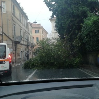 Finale Ligure, cade albero sulla via Aurelia: disagi al traffico (FOTO)