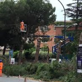 Noi per Savona: due interpellanze sul tema del traffico e sul taglio dei pini di Corso Tardy e Benech