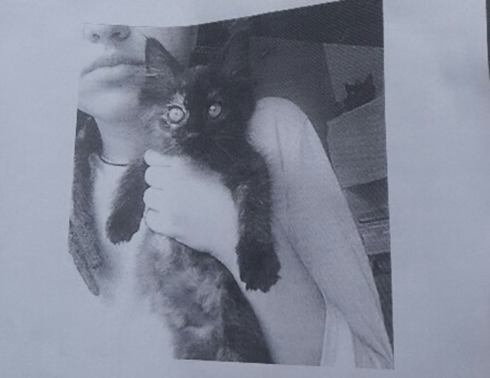 Smarrita micia addestrata alla pet therapy: la proprietaria malata la cerca disperatamente