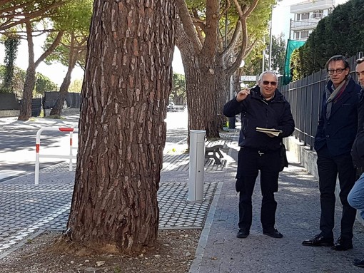 Albenga, sopralluogo in via Einaudi: l'agronomo valuta la stato degli alberi Albenga, sopralluogo in via Einaudi: l'agronomo valuta la stato degli alberi