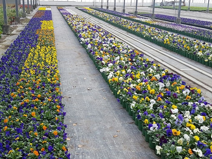 immagine di repertorio