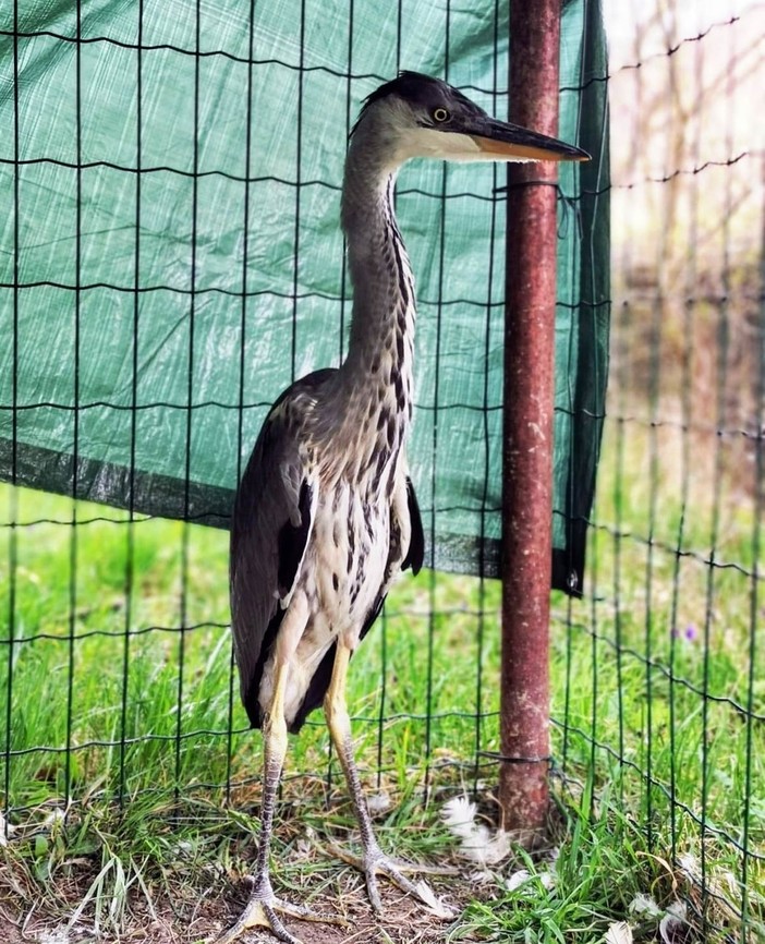 Savona, l'Enpa soccorre un giovane airone cenerino caduto dal nido (FOTO)